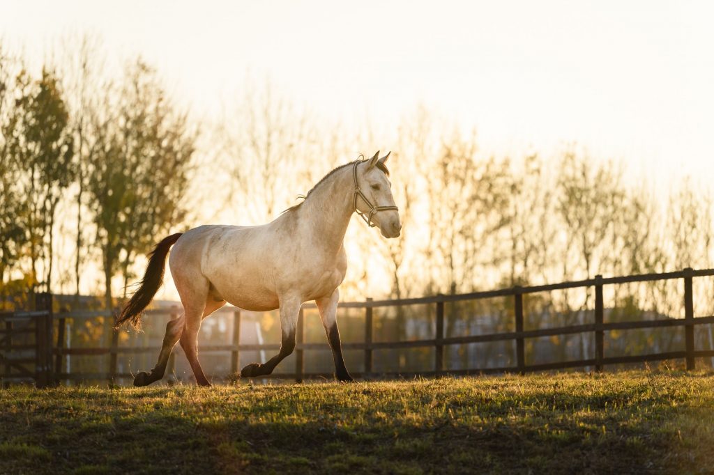 a horse trotting in a field at sunset