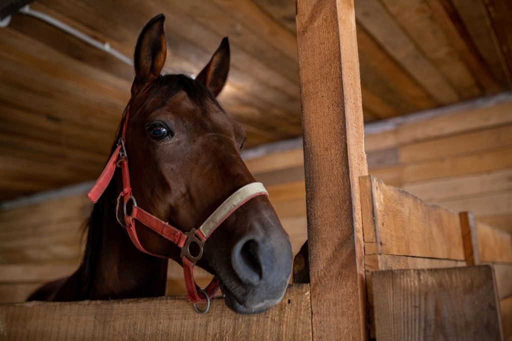 Head of young brown purebred racehorse standing in front of camera inside barn